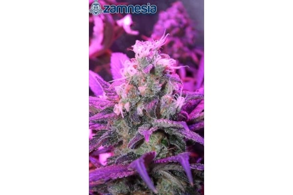Blue Dream (Zamnesia Seeds) féminisée Blue Dream (Zamnesia Seeds) féminisée
