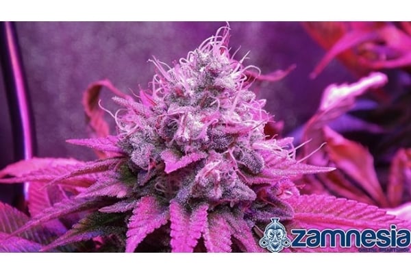 Blue Dream (Zamnesia Seeds) féminisée Blue Dream (Zamnesia Seeds) féminisée