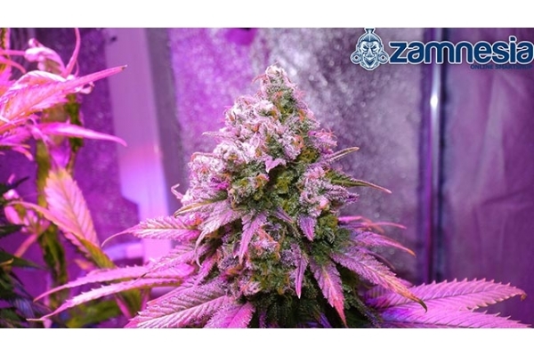Blue Dream (Zamnesia Seeds) féminisée Blue Dream (Zamnesia Seeds) féminisée