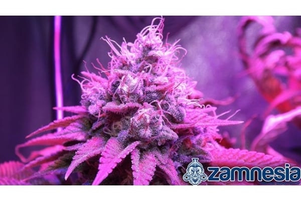 Blue Dream (Zamnesia Seeds) féminisée Blue Dream (Zamnesia Seeds) féminisée
