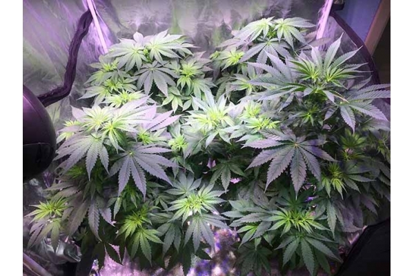 Blue Dream (Zamnesia Seeds) féminisée Blue Dream (Zamnesia Seeds) féminisée