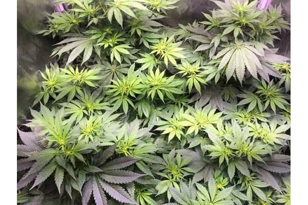 Blue Dream (Zamnesia Seeds) féminisée Blue Dream (Zamnesia Seeds) féminisée