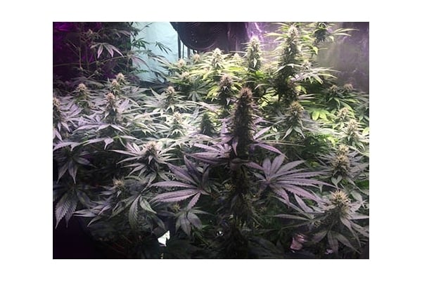 Blue Dream (Zamnesia Seeds) féminisée Blue Dream (Zamnesia Seeds) féminisée