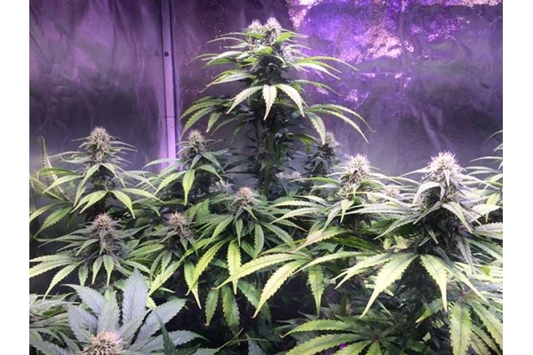 Blue Dream (Zamnesia Seeds) féminisée Blue Dream (Zamnesia Seeds) féminisée