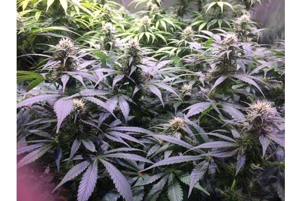 Blue Dream (Zamnesia Seeds) féminisée Blue Dream (Zamnesia Seeds) féminisée
