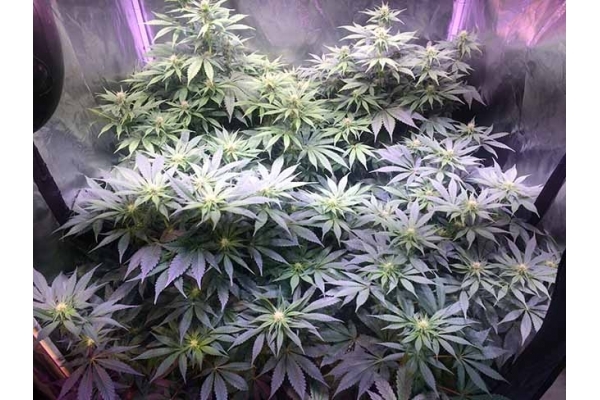 Blue Dream (Zamnesia Seeds) féminisée Blue Dream (Zamnesia Seeds) féminisée