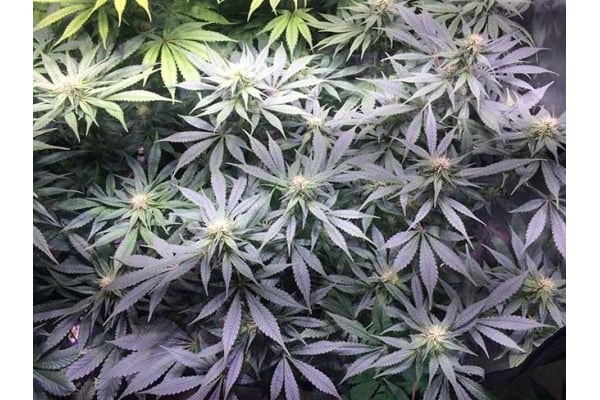 Blue Dream (Zamnesia Seeds) féminisée Blue Dream (Zamnesia Seeds) féminisée
