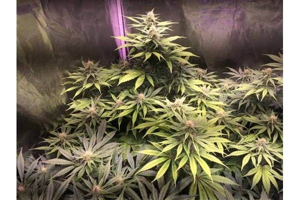 Blue Dream (Zamnesia Seeds) féminisée Blue Dream (Zamnesia Seeds) féminisée