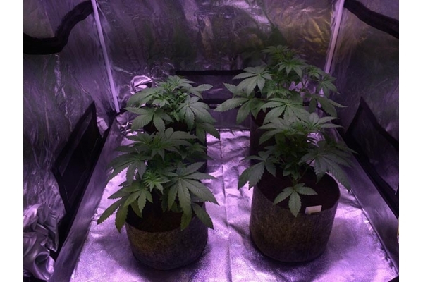 Blue Dream (Zamnesia Seeds) féminisée Blue Dream (Zamnesia Seeds) féminisée