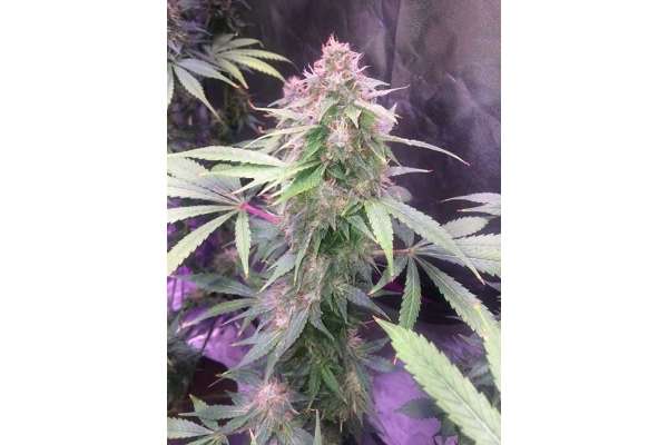 Blue Dream (Zamnesia Seeds) féminisée Blue Dream (Zamnesia Seeds) féminisée