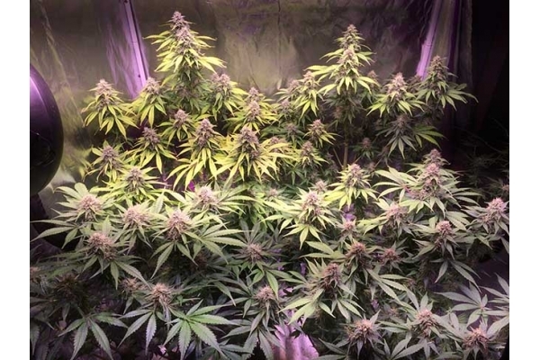 Blue Dream (Zamnesia Seeds) féminisée Blue Dream (Zamnesia Seeds) féminisée