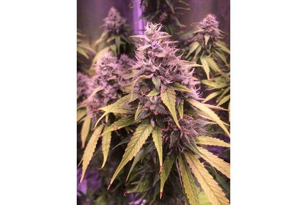 Blue Dream (Zamnesia Seeds) féminisée Blue Dream (Zamnesia Seeds) féminisée