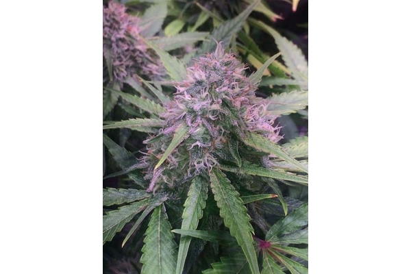 Blue Dream (Zamnesia Seeds) féminisée Blue Dream (Zamnesia Seeds) féminisée