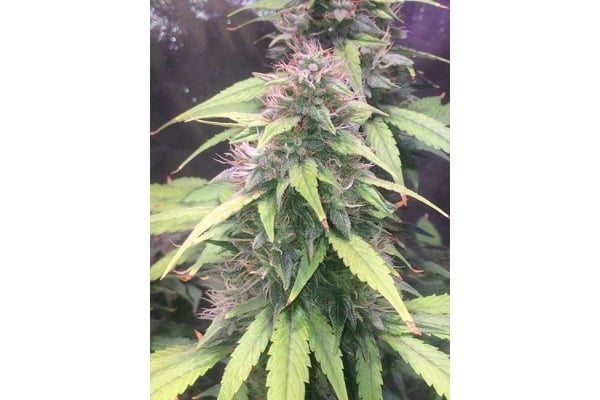 Blue Dream (Zamnesia Seeds) féminisée Blue Dream (Zamnesia Seeds) féminisée