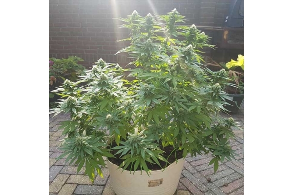 Blue Dream (Zamnesia Seeds) féminisée Blue Dream (Zamnesia Seeds) féminisée