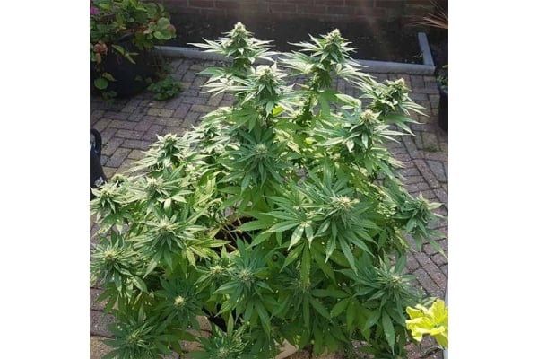 Blue Dream (Zamnesia Seeds) féminisée Blue Dream (Zamnesia Seeds) féminisée
