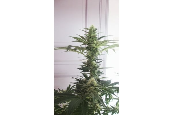 Blue Dream (Zamnesia Seeds) féminisée Blue Dream (Zamnesia Seeds) féminisée