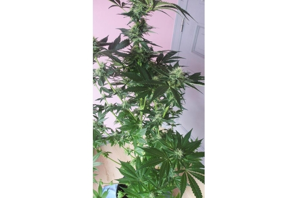 Blue Dream (Zamnesia Seeds) féminisée Blue Dream (Zamnesia Seeds) féminisée