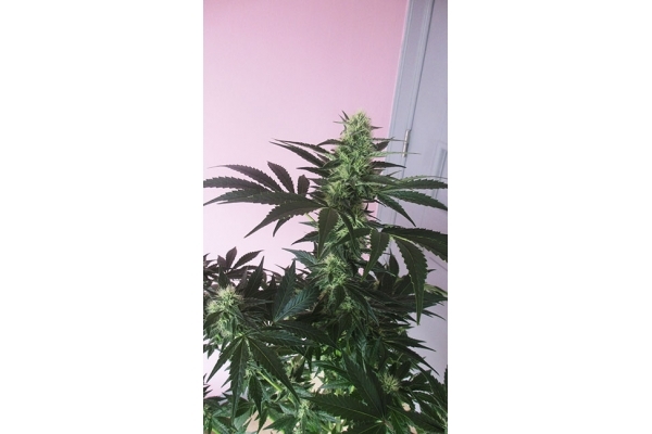 Blue Dream (Zamnesia Seeds) féminisée Blue Dream (Zamnesia Seeds) féminisée