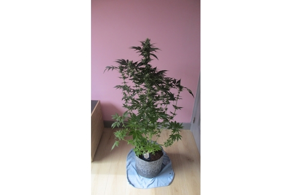 Blue Dream (Zamnesia Seeds) féminisée Blue Dream (Zamnesia Seeds) féminisée
