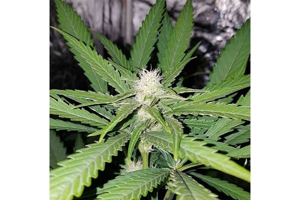Northern Lights (Zamnesia Seeds) féminisée  Northern Lights (Zamnesia Seeds) féminisée