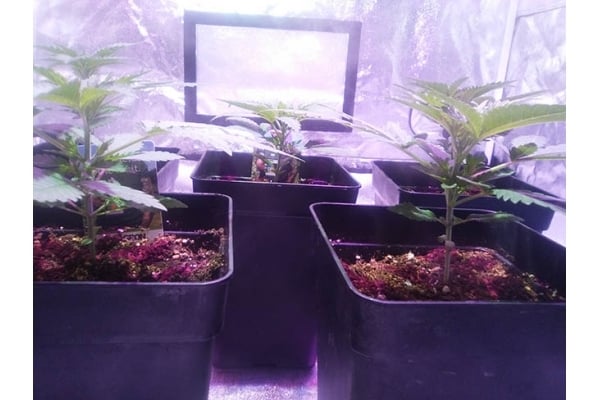 Critical (Zamnesia Seeds) féminisée Critical (Zamnesia Seeds) féminisée