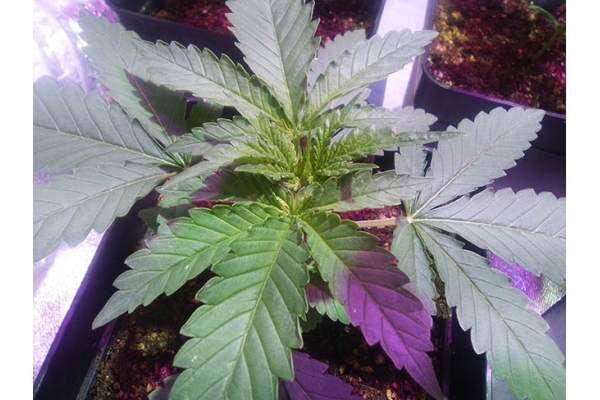 Critical (Zamnesia Seeds) féminisée Critical (Zamnesia Seeds) féminisée