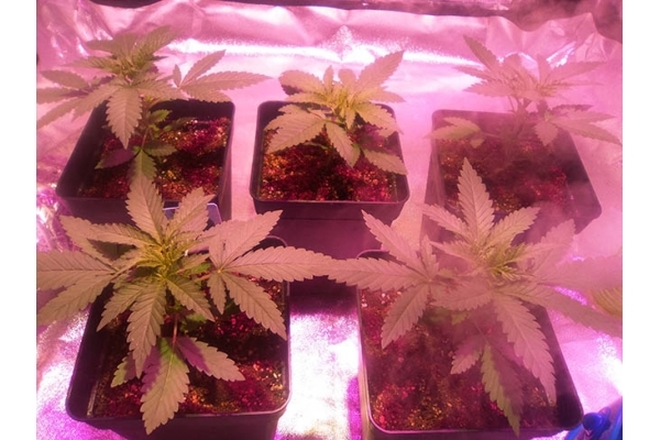 Critical (Zamnesia Seeds) féminisée Critical (Zamnesia Seeds) féminisée