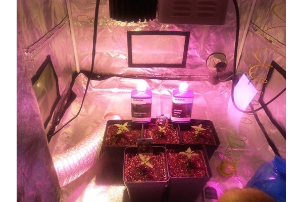 Critical (Zamnesia Seeds) féminisée Critical (Zamnesia Seeds) féminisée