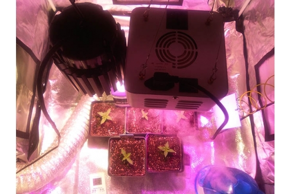 Critical (Zamnesia Seeds) féminisée Critical (Zamnesia Seeds) féminisée