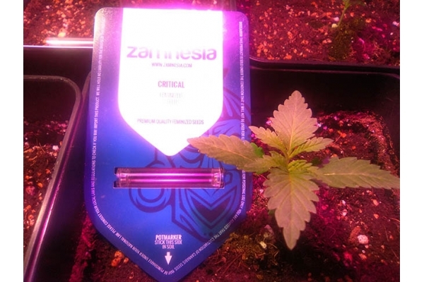 Critical (Zamnesia Seeds) féminisée Critical (Zamnesia Seeds) féminisée