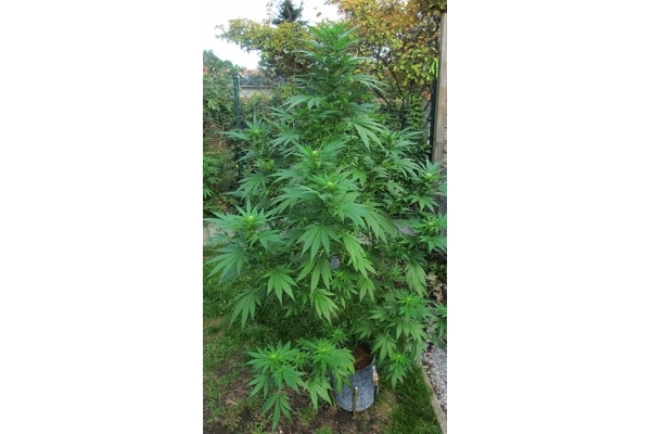 Critical (Zamnesia Seeds) féminisée Critical (Zamnesia Seeds) féminisée