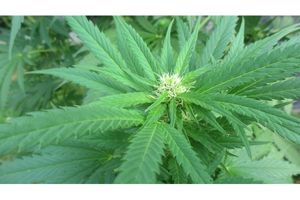 Critical (Zamnesia Seeds) féminisée Critical (Zamnesia Seeds) féminisée