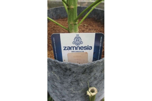 Critical (Zamnesia Seeds) féminisée Critical (Zamnesia Seeds) féminisée