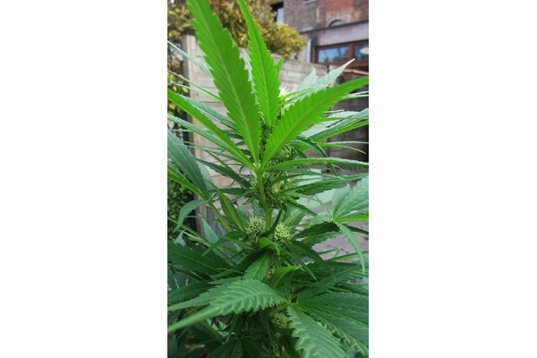 Critical (Zamnesia Seeds) féminisée Critical (Zamnesia Seeds) féminisée