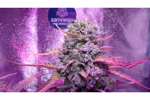 OG Kush (Zamnesia Seeds) féminisée OG Kush (Zamnesia Seeds) féminisée