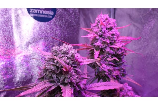 OG Kush (Zamnesia Seeds) féminisée OG Kush (Zamnesia Seeds) féminisée