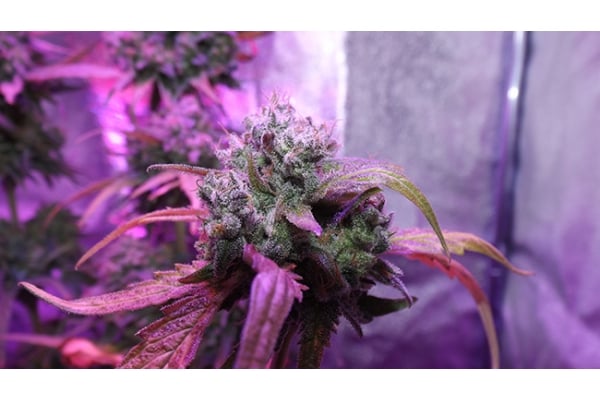 OG Kush (Zamnesia Seeds) féminisée OG Kush (Zamnesia Seeds) féminisée