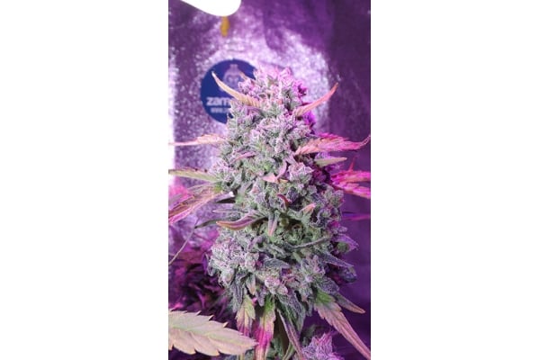 OG Kush (Zamnesia Seeds) féminisée OG Kush (Zamnesia Seeds) féminisée