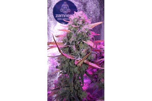 OG Kush (Zamnesia Seeds) féminisée OG Kush (Zamnesia Seeds) féminisée