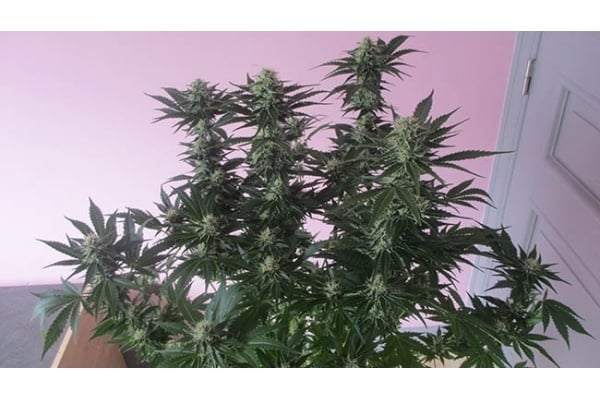 White Widow (Zamnesia Seeds) féminisée White Widow (Zamnesia Seeds) féminisée