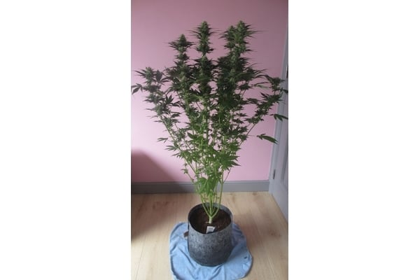 White Widow (Zamnesia Seeds) féminisée White Widow (Zamnesia Seeds) féminisée