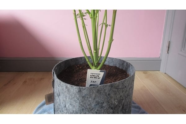 White Widow (Zamnesia Seeds) féminisée White Widow (Zamnesia Seeds) féminisée