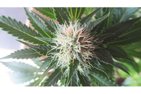White Widow (Zamnesia Seeds) féminisée White Widow (Zamnesia Seeds) féminisée