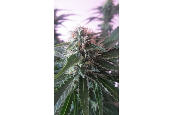 White Widow (Zamnesia Seeds) féminisée White Widow (Zamnesia Seeds) féminisée