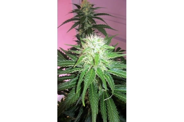 White Widow (Zamnesia Seeds) féminisée White Widow (Zamnesia Seeds) féminisée