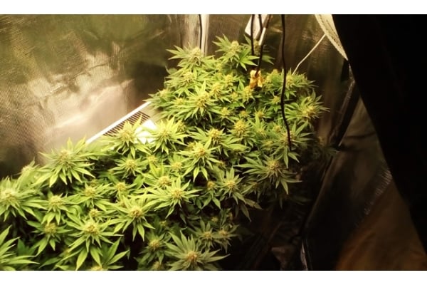 White Widow (Zamnesia Seeds) féminisée White Widow (Zamnesia Seeds) féminisée