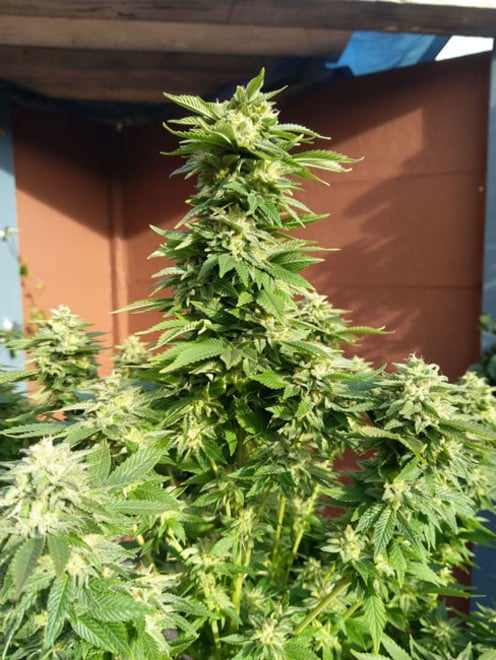 White Widow (Zamnesia Seeds) féminisée White Widow (Zamnesia Seeds) féminisée