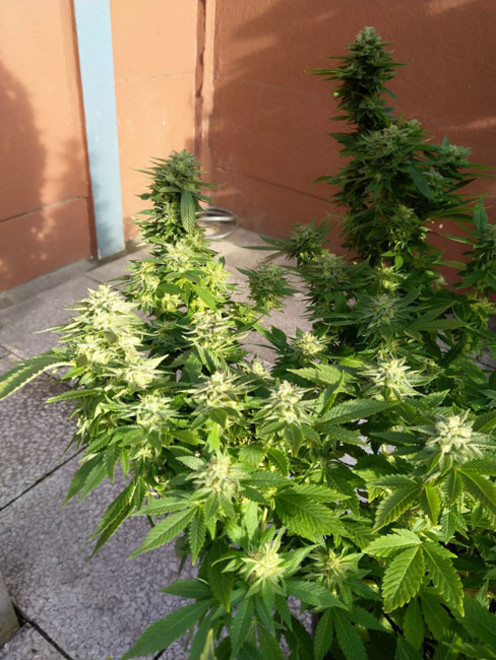 White Widow (Zamnesia Seeds) féminisée White Widow (Zamnesia Seeds) féminisée