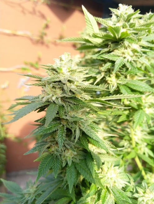 White Widow (Zamnesia Seeds) féminisée White Widow (Zamnesia Seeds) féminisée